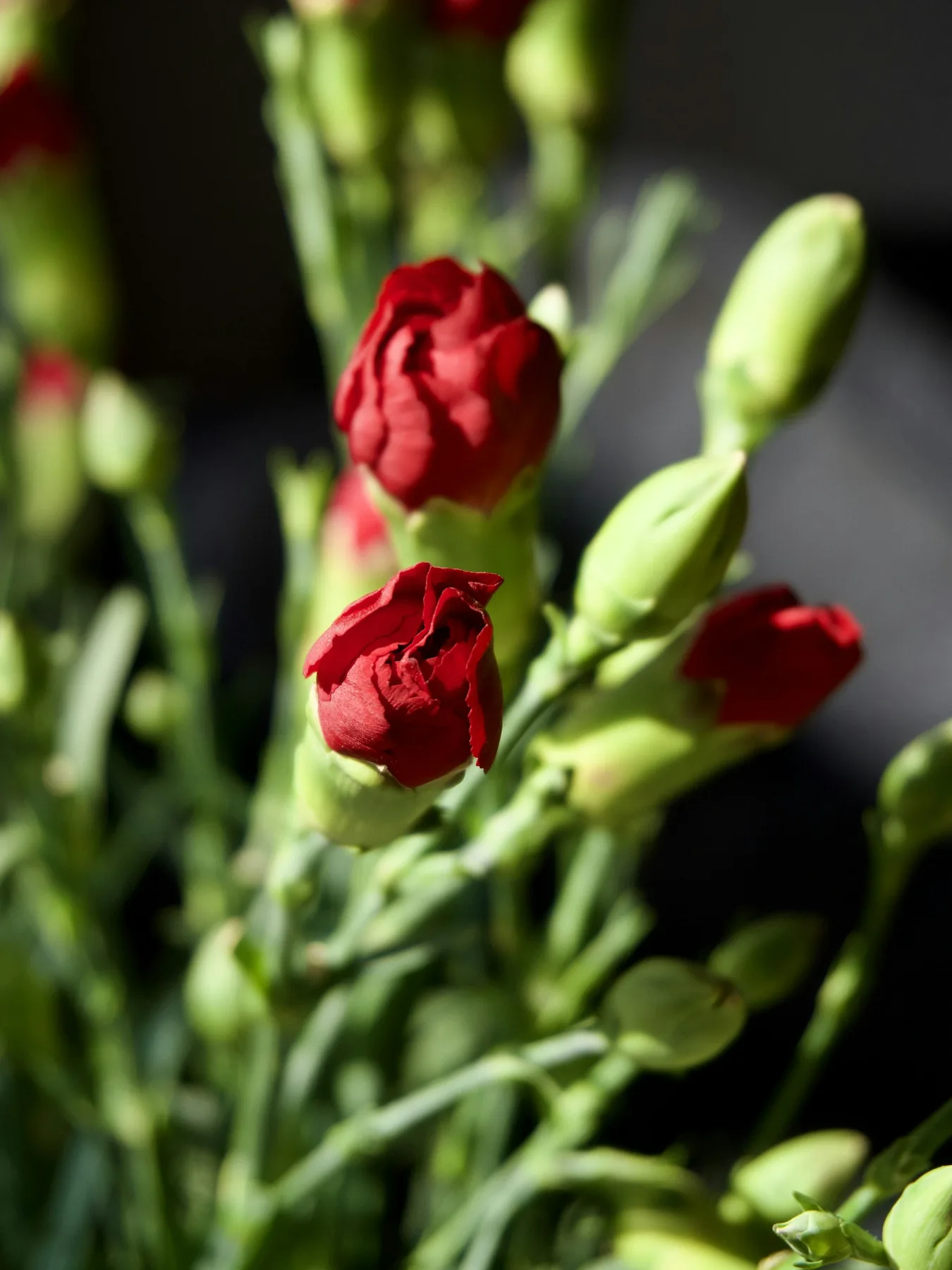 Red carnation buds against a dark backdrop.
